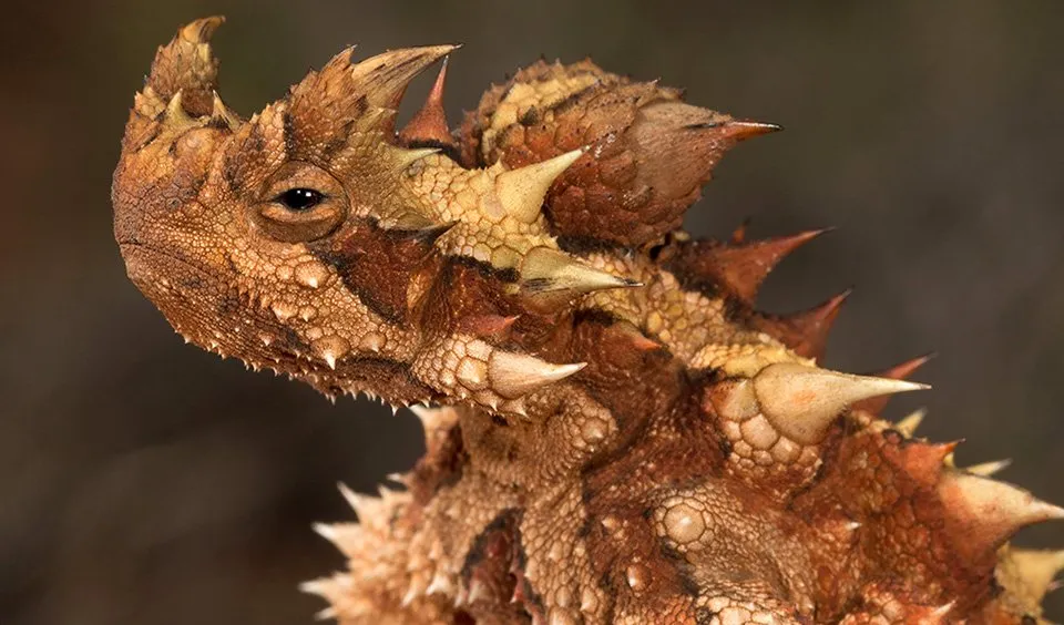 foto Thorny Devil