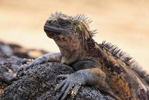 foto Iguana Marinha